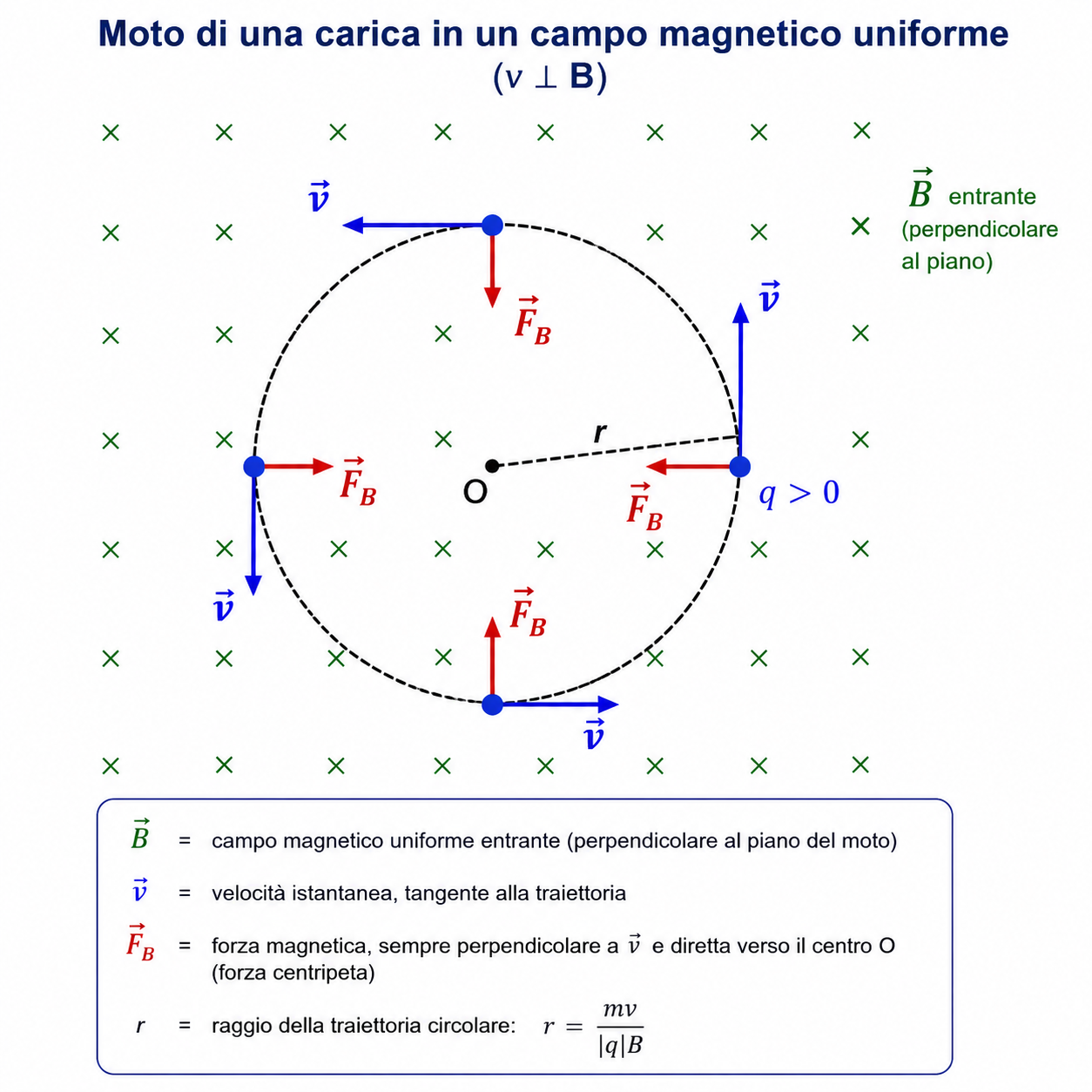 Moto circolare di una carica positiva in un campo magnetico uniforme perpendicolare alla velocità