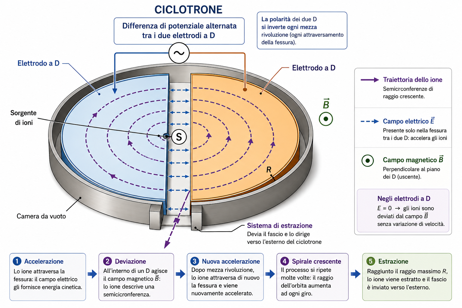 Schema del funzionamento di un ciclotrone con elettrodi a D, campo magnetico e traiettoria degli ioni